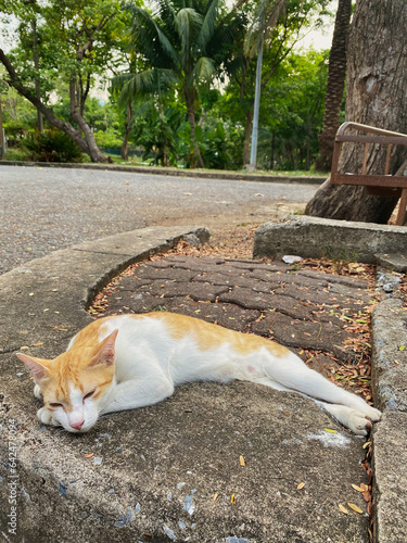 Wallpaper Mural sleepy cat Torontodigital.ca