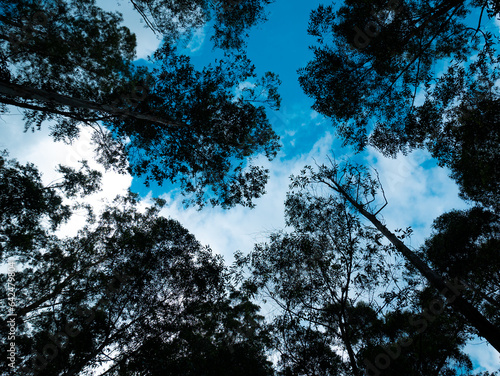 Very Tall Trees Knowns as Southern Blue Gum or Blue Gum (Eucalyptus globulus) in a Public Park in Medellin, Colombia