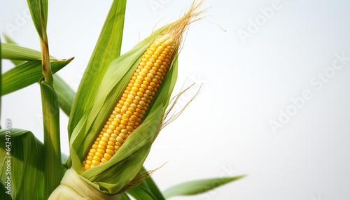 Corn on white background.