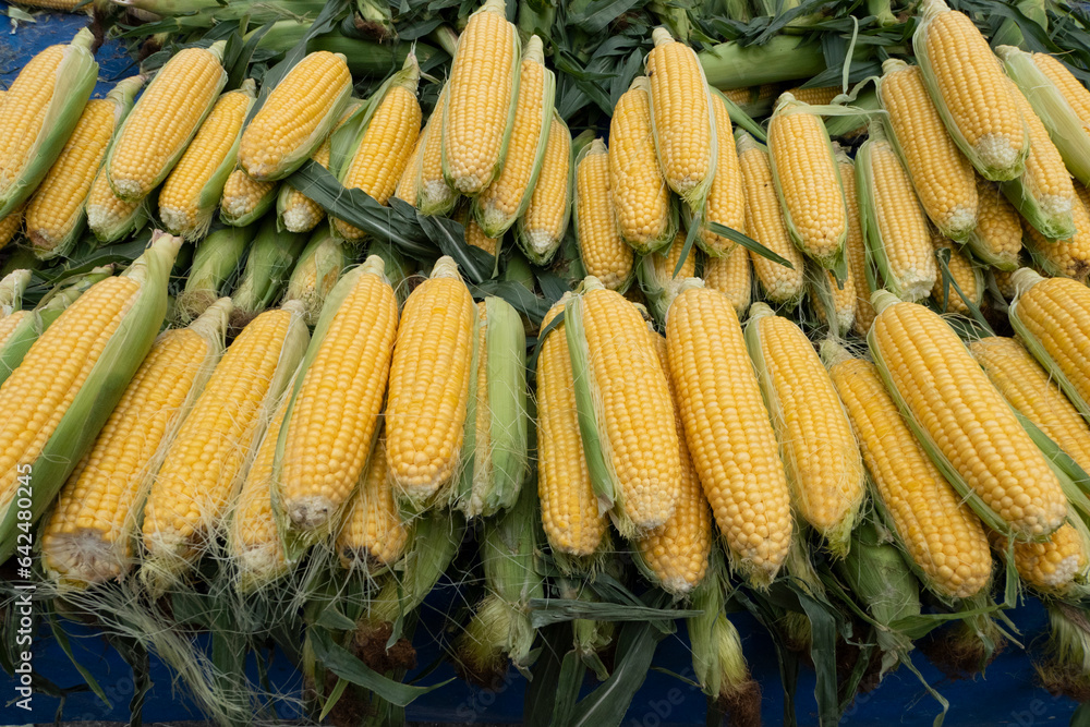 fresh corn on cobs on rustic wooden table, close up. Sweet corn ears background fresh corn on cobs on rustic wooden table, close up. Sweet corn ears background
