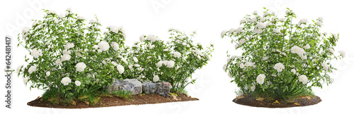 Foto Cutout flowering bush isolated on transparent background