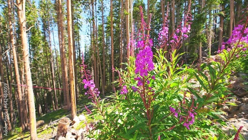 Fireweed willowherb herb purple wildflowers wild tea plant Ivan Chai in Beaver Creek, Colorado in summer mountain with bumble bees collecting nectar photo
