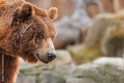 Brown bear with margin for copy space