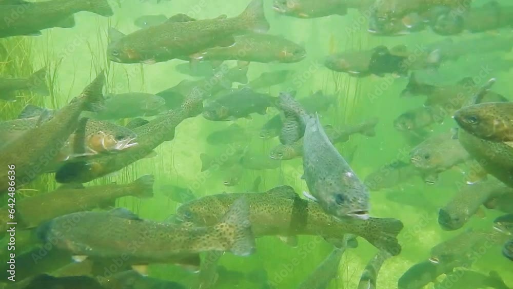 fish farming and feeding with rainbow trouts in fresh water fish farming and feeding with rainbow trouts in fresh water