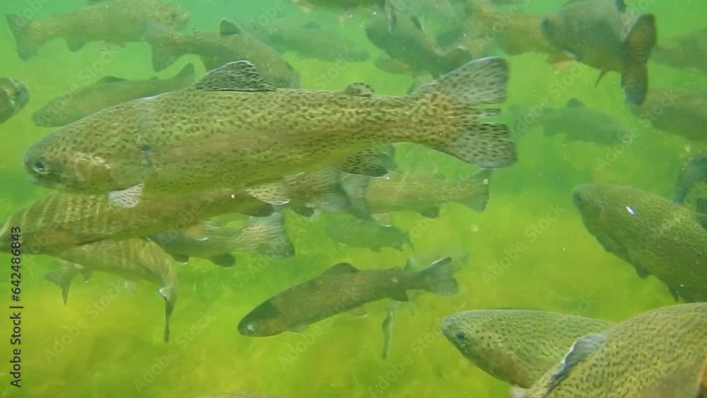 fish farming and feeding with rainbow trouts in fresh water fish farming and feeding with rainbow trouts in fresh water