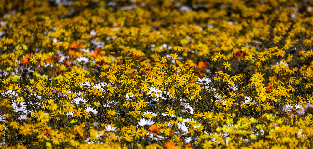 wild flowers
