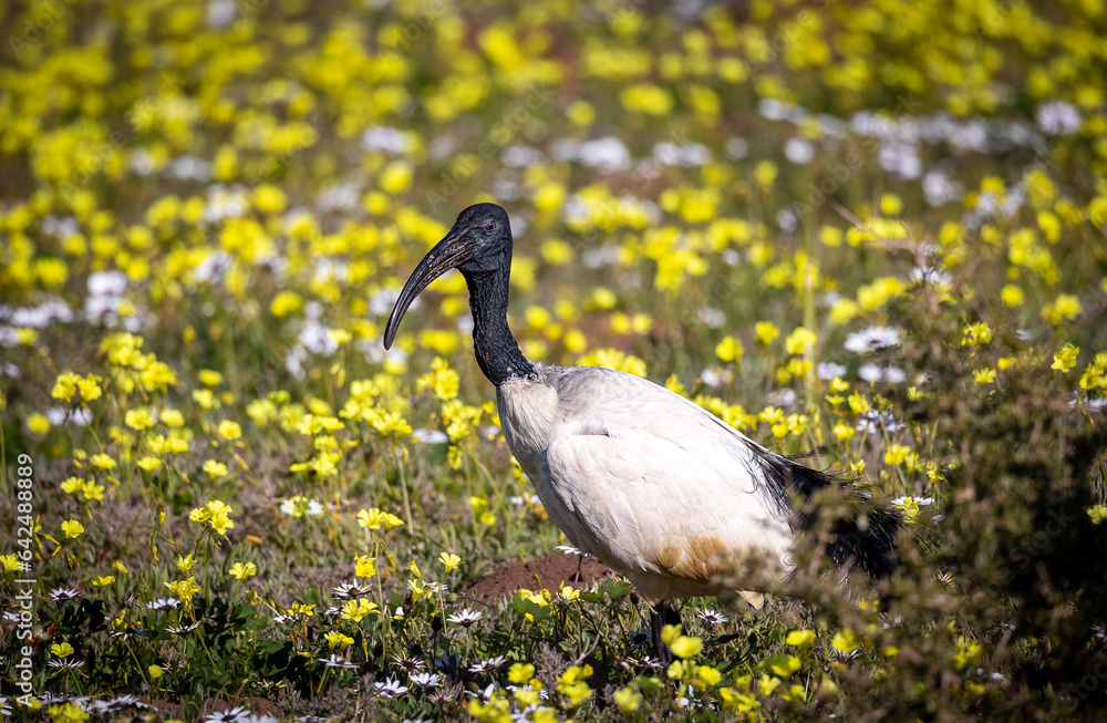 Sacred Ibis in colorful wild flowers