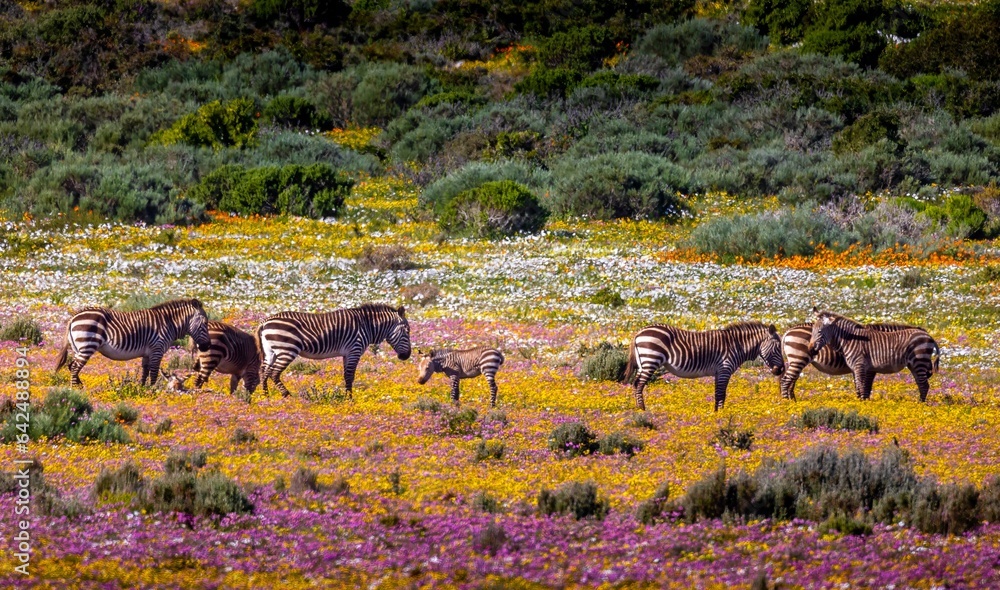 herd of zebras quaggas in a filed of flowers