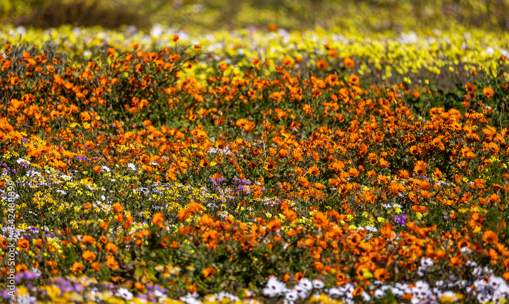 orange flowers growing wild