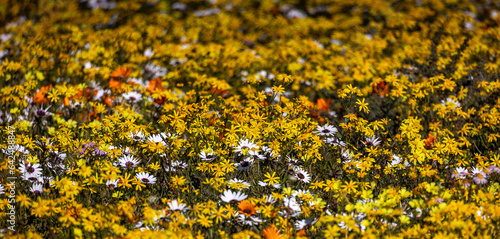 Obraz na płótnie wild flowers w salonie