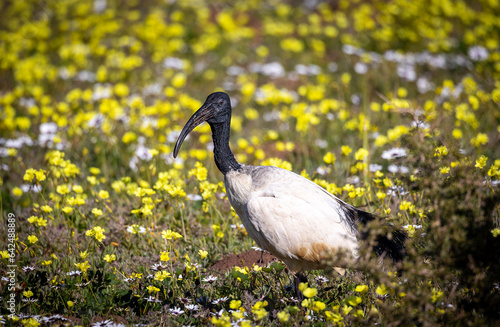 Obraz na płótnie Sacred Ibis in colorful wild flowers w salonie
