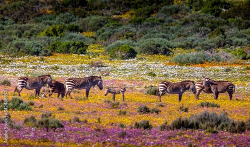 herd of zebras quaggas in a filed of flowers