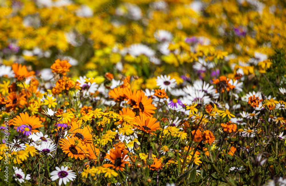 field of wildflowers