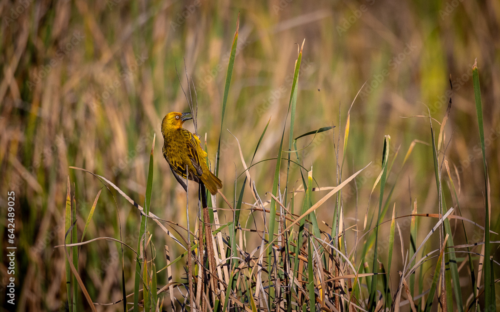 cape weaver bird on a reed