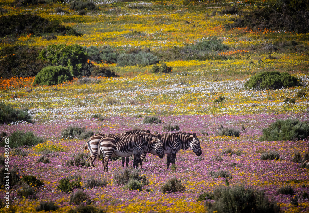 quaggas zebras in a field of wildflowers