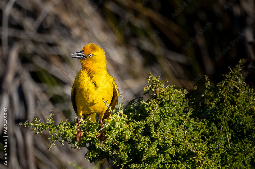 Yellow weaver bird on a bush