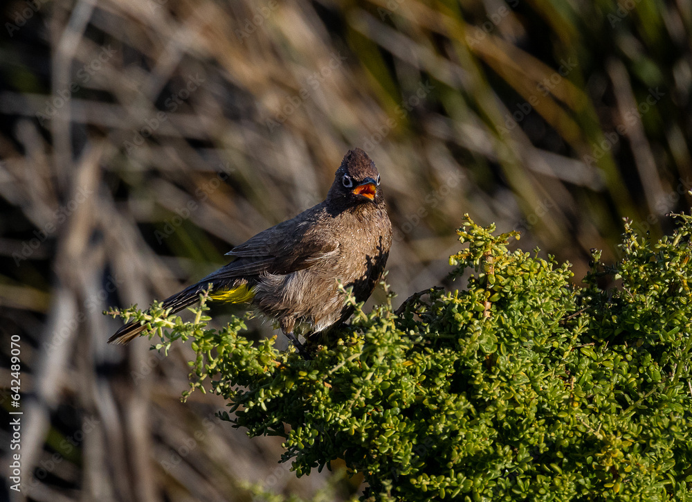 bird with beak open