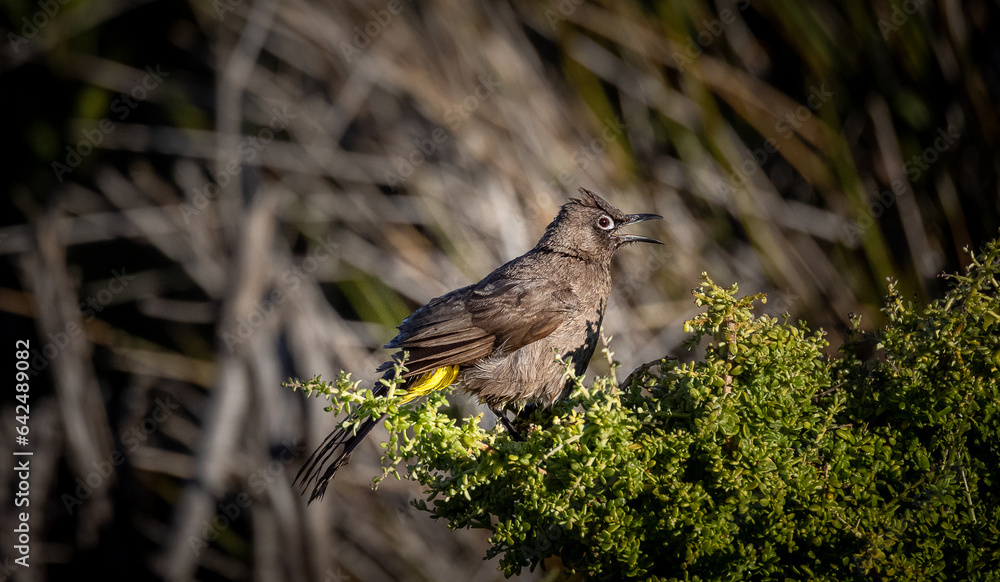 bird on a branch Cape bulbul