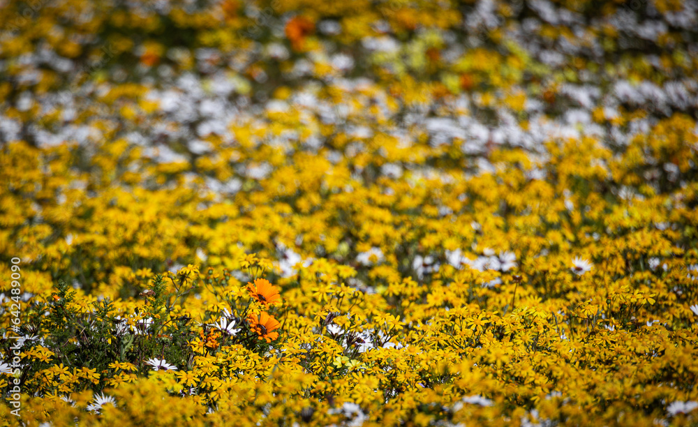 close up of wild flowers