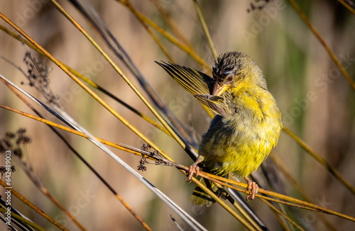 yellow weaver bird preening