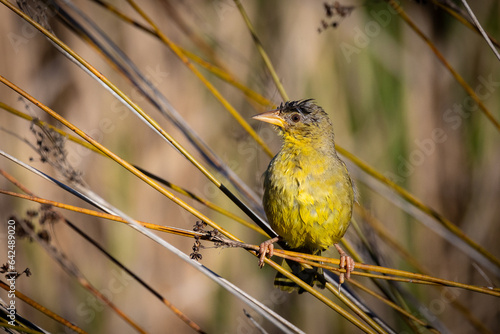 Obraz na płótnie Yellow bird perched on a reed w salonie