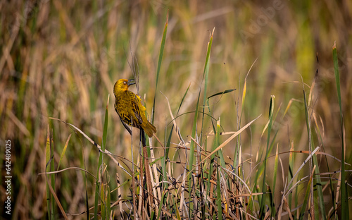 Obraz na płótnie cape weaver bird on a reed w salonie