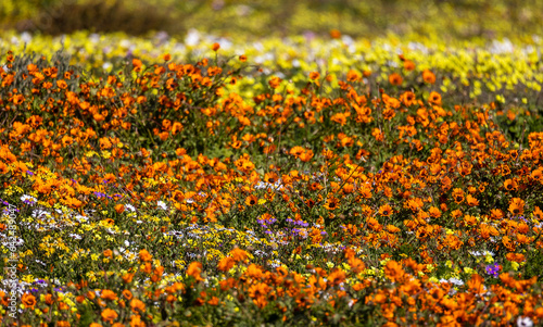 Obraz na płótnie field of orange flowers w salonie