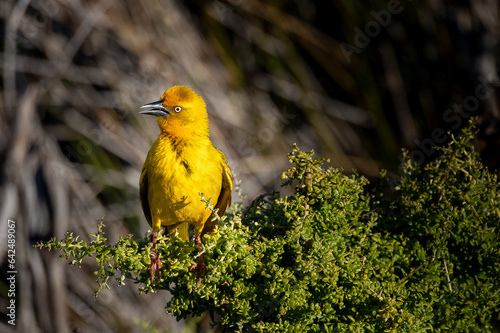 Obraz na płótnie Yellow weaver bird on a bush w salonie