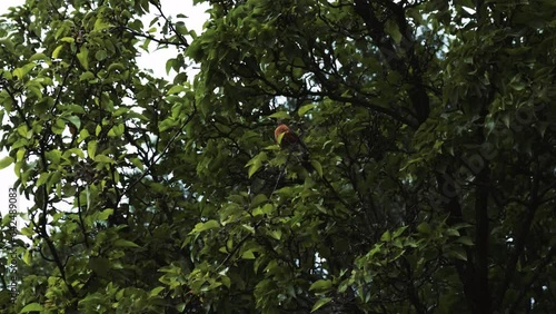 A robin sits in a tree with berries before flying away. 4k/60fps
