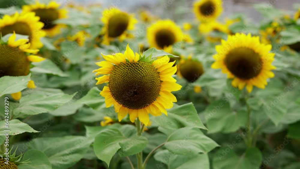 Intimate View Of Blooming Sunflowers