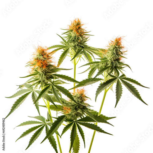 Collection of Cannabis buds  Cannabis flowers  flower pot  Transparent background  isolated  separated  marijuana leaves and flowers  ai generated