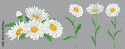 Daisy flowers. 3d meadow chamomile, isolated spring camomile collection for decor, yellow and white bouquet with green leaves, tea and grass. Vector realistic medical herb illustration
