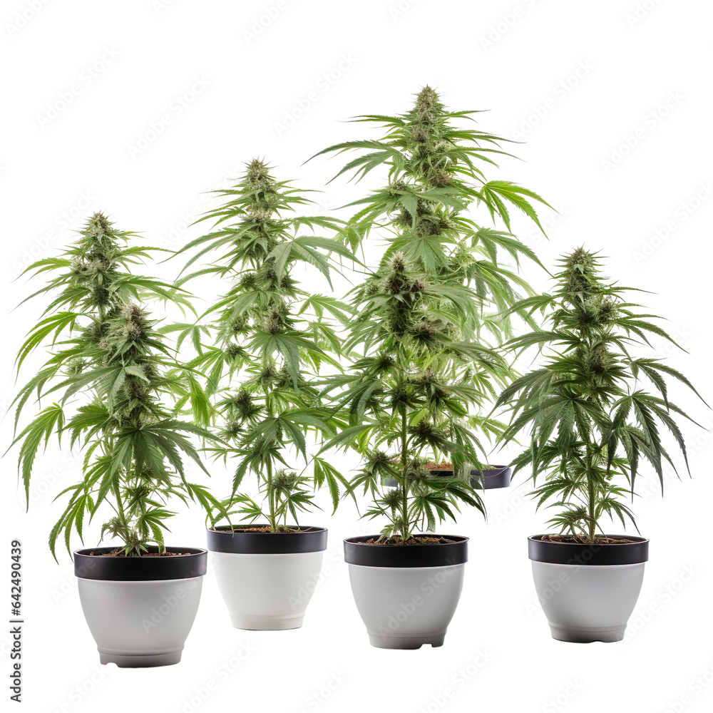 Obraz premium Collection of Cannabis buds, Cannabis flowers, flower pot, Transparent background, isolated, separated, marijuana leaves and flowers, ai generated