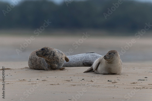 Fotobehang Common seal Phoca vitulina resting on a sandy beach at low tide