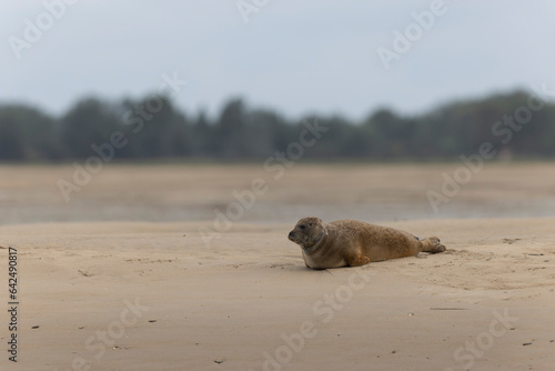 Common seal Phoca vitulina resting on a sandy beach at low tide