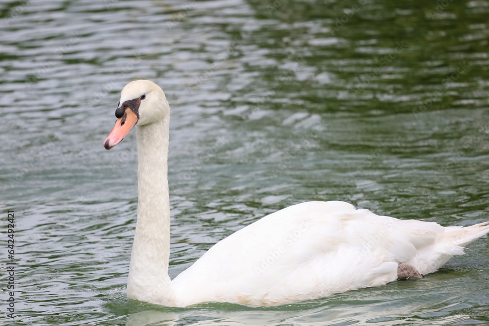Obraz premium Close up White goose in river