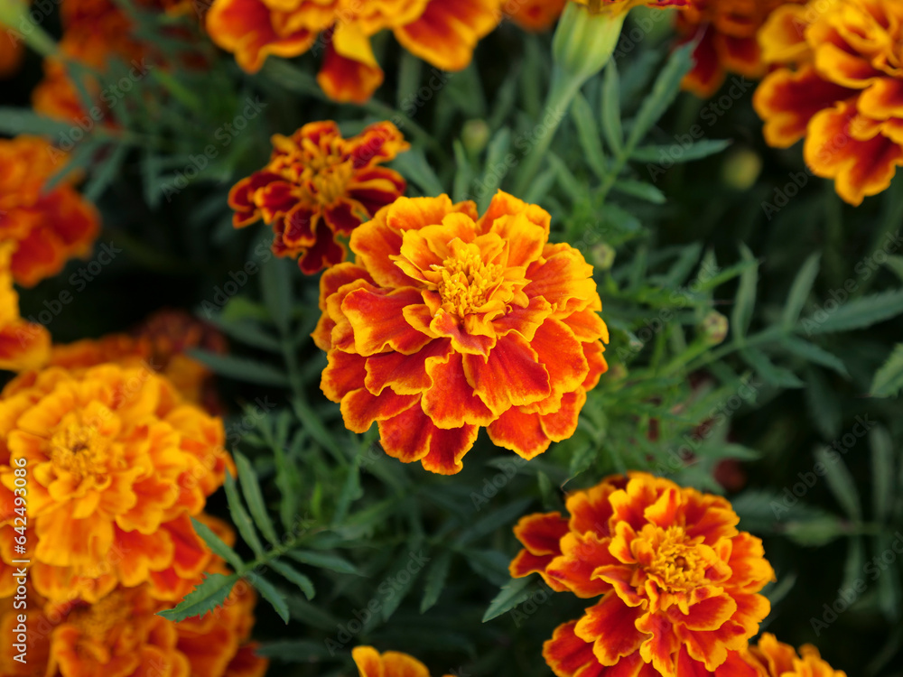Marigold flowers in bloom, closeup Marigold flowers in bloom, closeup