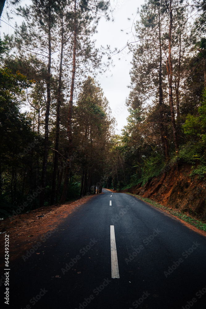road in the woods