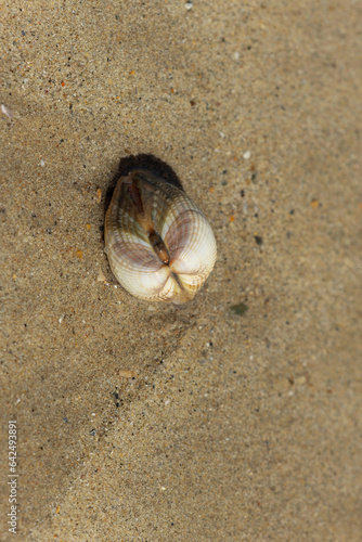 Shellfish on a beach in NOrmandy photo