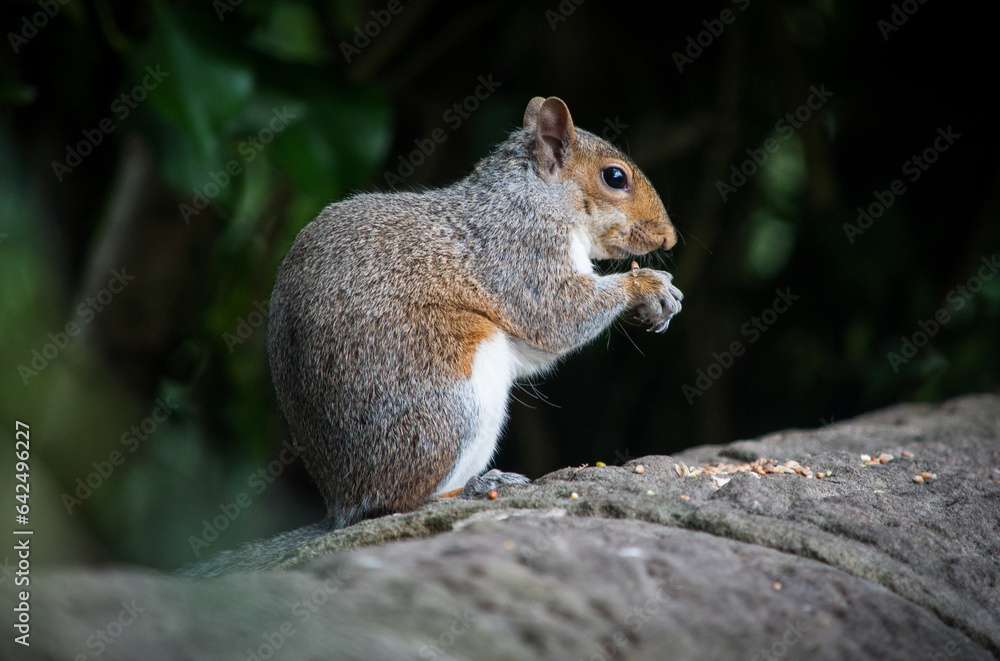 squirrel eating nut squirrel eating nut