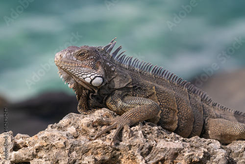 Closeup of Green Iguana (Iguana iguana) on the island of Aruba. Lying on a rock, looking to the left, ocean in background. 