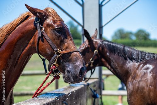 Foto cheval de course dans la région centre en France en Europe occidentale