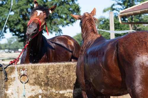 фотографія cheval de course dans la région centre en France en Europe occidentale