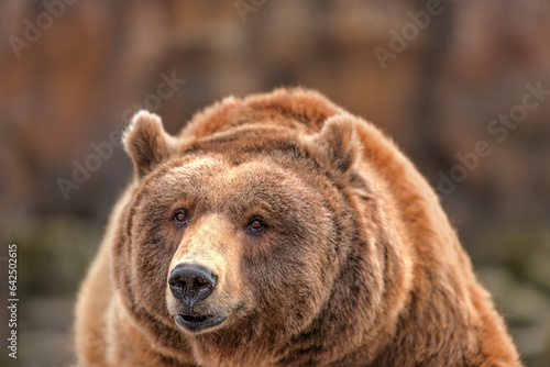 Portrait of a male Brown Bear © perpis