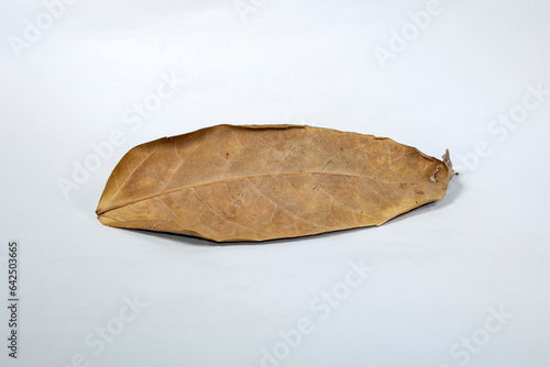 Dead Dry leaf isolated on white background autumn leaves