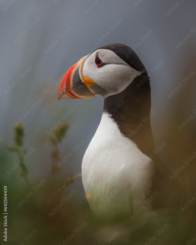 Naklejka premium Atlantic puffin portrait on cloudy day with soft light on iceland