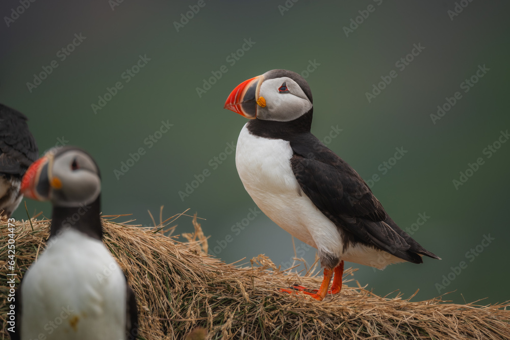 Naklejka premium Atlantic puffin portrait on cloudy day with soft light on iceland
