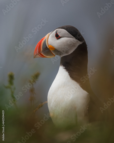 Atlantic puffin portrait on cloudy day with soft light on iceland © Zbigniew Wu