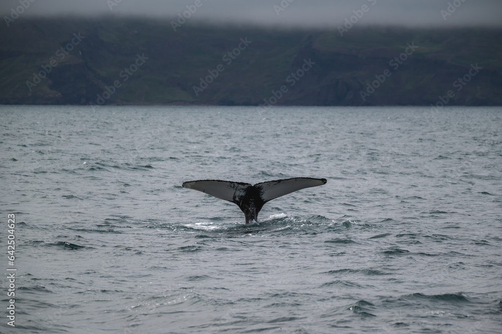 Fototapeta premium Whale tail in atlantic ocean in iceland