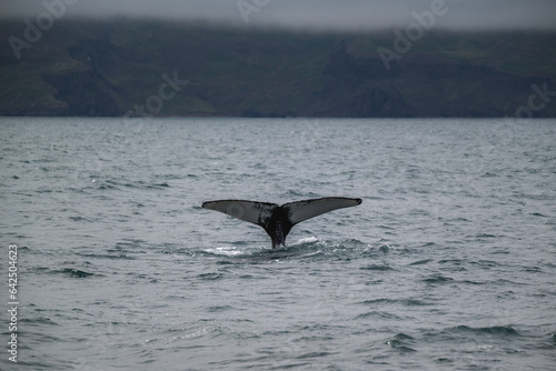 Whale tail in atlantic ocean in iceland